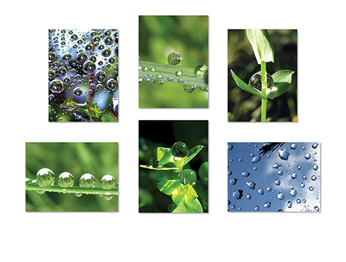Dew Drops I Greeting Card Collection by The Poetry of Nature